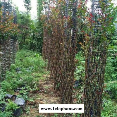 拓林 护栏网 塑料挡墙护栏网 黑色防护网 养殖围栏防护网 果园防盗护栏网图8