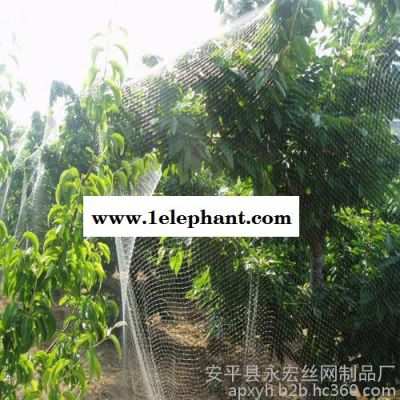 永宏 0.5-3公分30米*100米 果园防鸟网 防护网 葡萄园专用防护网 品质保证图4