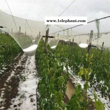 白色防雹网价格 **冰雹防护网 果园防雹网 葡萄冰雹防护网 防雹网厂家