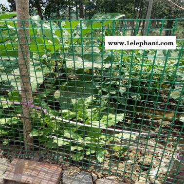 兰州果园防护网 2.5粗荷兰网 兔子饲养防护网