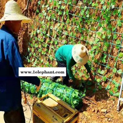 拓林 绿色钢塑边坡防护网 山林防护绿化边坡网 福建植物攀爬绿化网图3