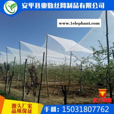 【防雹网厂家**果园防雹网果树冰雹防护网全新料抗老化防雹网