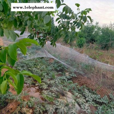 龚祥   防鸟网  果园防鸟网 果园防护网图4
