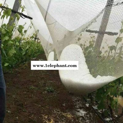 【业勤】防雹网厂家**防雹网果园防雹网果树冰雹防护网聚乙烯防冰雹网图2