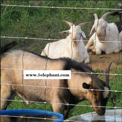 【豪亮】 大量现货 围栏网 家用养殖网 牧场防护网 防护网图片图3