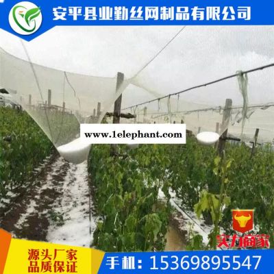 安平防雹网厂供应 白色 果园防雹网丨葡萄防雹网丨桃树防雹网丨冰雹防护网丨防冰雹网图2