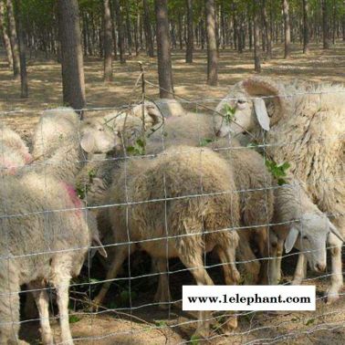 【豪亮】 大量现货 新型防护网 牛羊围栏网 防护网 草原网生产