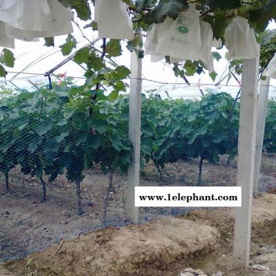 【龚祥】 果园防鸟网  枸杞子防鸟网 30米宽谷子防护网 40米宽尼龙防鸟网现货图4