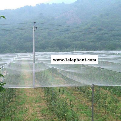 【龚祥】 果园防鸟网  枸杞子防鸟网 30米宽谷子防护网 40米宽尼龙防鸟网现货图2