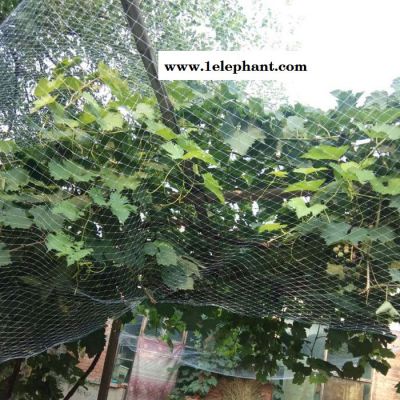 龚祥  葡萄网果园防鸟网 防护网 泥鳅鱼塘防鸟网 天网养殖网图2