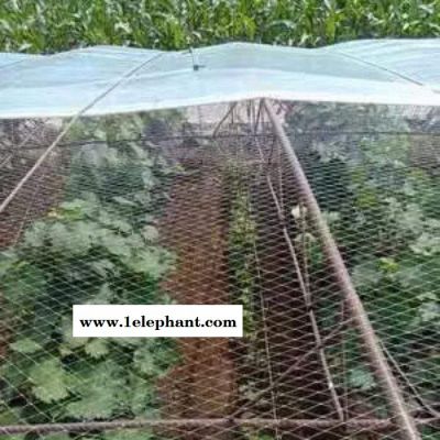 龚祥  葡萄网果园防鸟网 防护网 泥鳅鱼塘防鸟网 天网养殖网图3