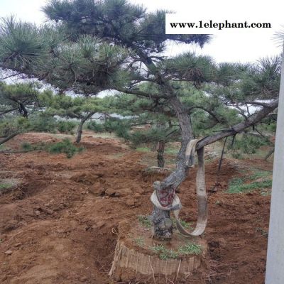 景松苗科学防控郑州市味半酸半甜图6