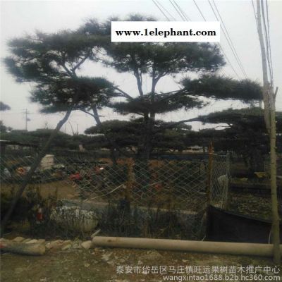 景松苗科学防控郑州市味半酸半甜图3