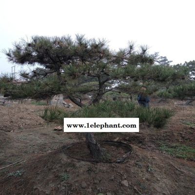 景松苗科学防控郑州市味半酸半甜图7
