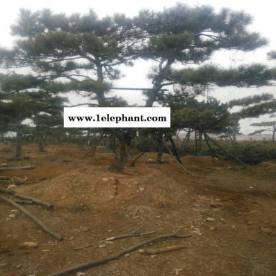 景松苗科学防控郑州市味半酸半甜图8