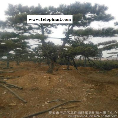 景松苗科学防控郑州市味半酸半甜图2