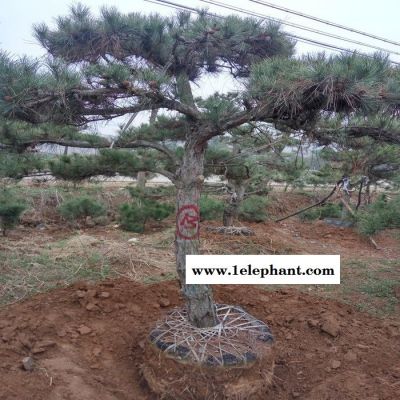 景松苗科学防控郑州市味半酸半甜图5