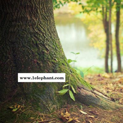 【万水化工商城】第三代高效抗氧剂626 亚磷酸酯 辅助抗氧剂 免费拿样 防老化剂防黄剂 性价比高型 马蹄莲图3