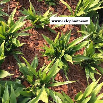汇鑫矿业加工厂1 绿化景观防尘 树皮植物覆盖物 染色木屑红色 绿色 黑色 黄色图5