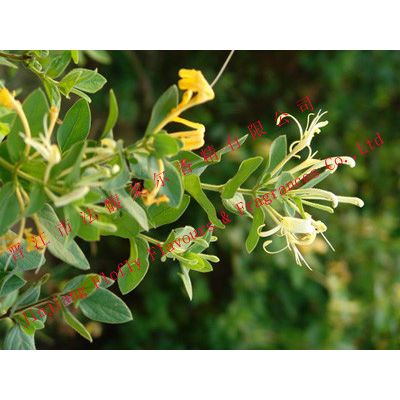 供应金银花香精（适用香皂、沐浴露、花露水、膏霜、爽身粉）图5
