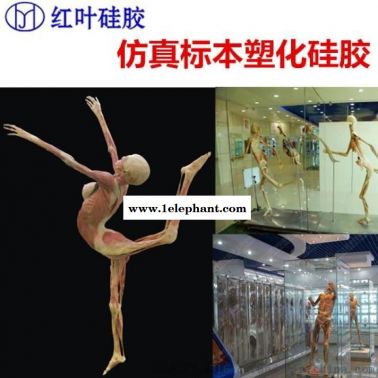 仿真标本塑化硅胶 人体标本塑化硅胶