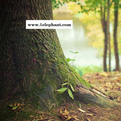 【万水化工商城】PP木塑专用紫外线吸收剂3090 防老剂  免费拿样 防老化剂防黄剂 实惠型 马蹄莲图4