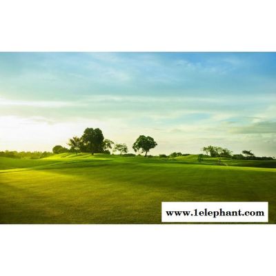 【万水化工商城】PEX电缆专用3083 防老剂 免费拿样 防老化剂防黄剂 实惠型 马蹄莲图5