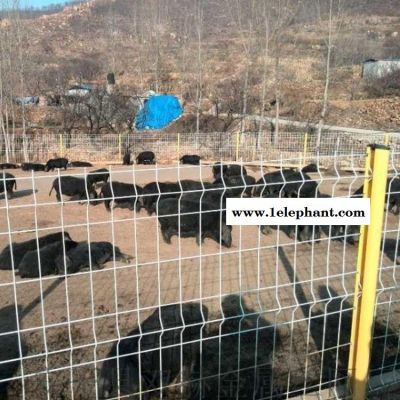 养殖场围网 饲养鸡鸭鹅专用网厂家直销图1